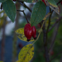 Wildrosenöl