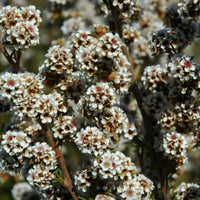 Fragonia